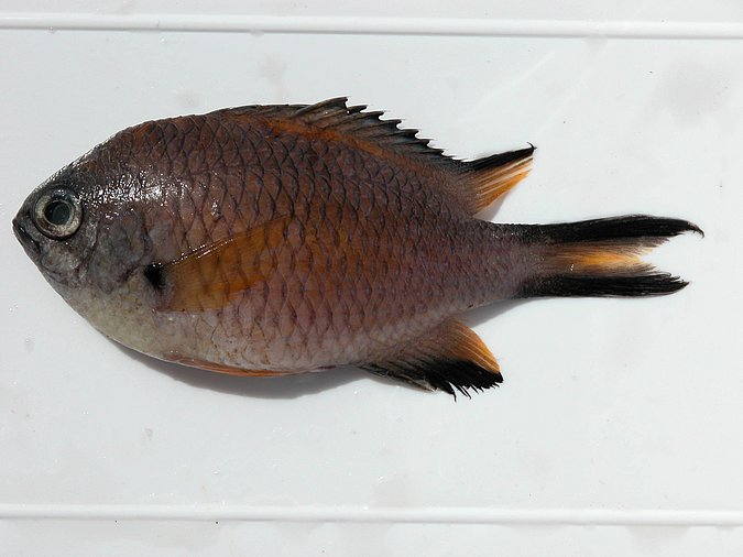 Image Sp331 of sample Sp331 (species: Chromis limbata) / © © Johann Heinrich von Thünen Institute