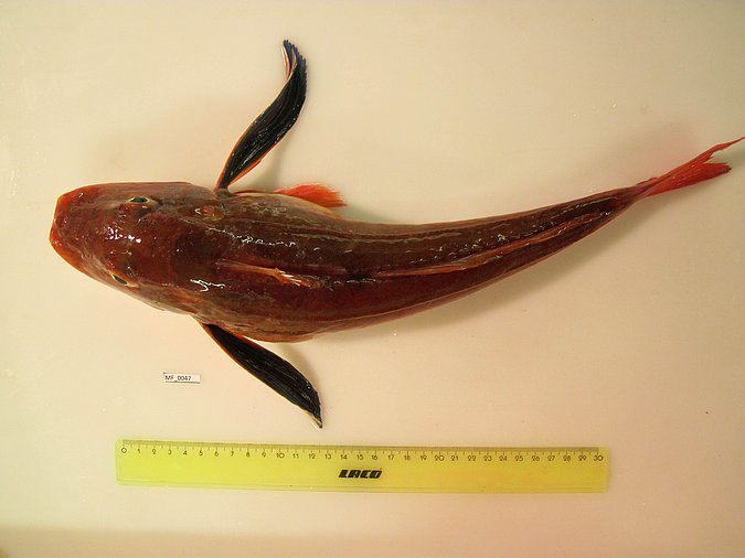 Image MF047-1 of sample MF047 (species: Chelidonichthys lucerna) / © Prof. Dr. Reinhold Hanel