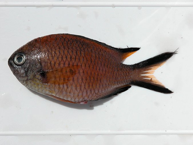 Image Sp332 of sample Sp332 (species: Chromis limbata) / © © Johann Heinrich von Thünen Institute