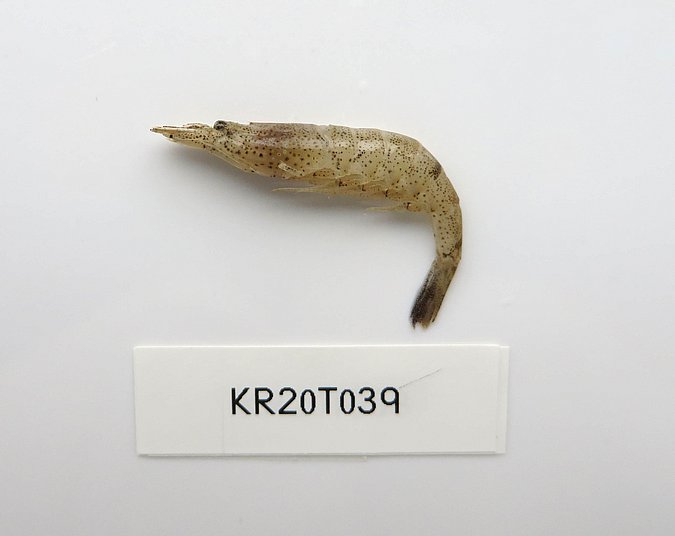 Image Kr20T039 of sample Kr20T039 (species: Crangon crangon) / © Max Rubner-Institut, Institut für Sicherheit und Qualität bei Milch und Fisch, Hamburg